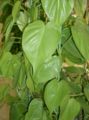 There are many Philodendrons that make great climbing plants inside