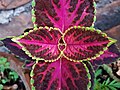 Coleus