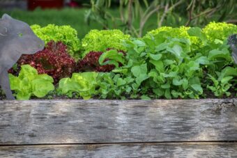 Raised bed are great but is the Vegepod better?