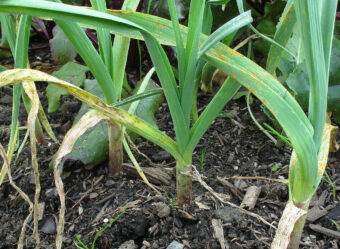 Rust can be detrimental in the garden