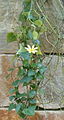 Senecio is great as an indoor climber