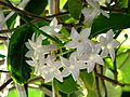 Stephanotis makes a great climbing plant