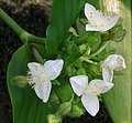 Tradescantia blossfeldiana