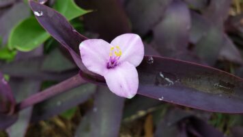 Wandering Jews are great trailing plants
