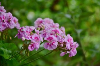 Geraniums are great heat-tolerant houseplants