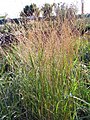 Calamagrostis x acutifolia