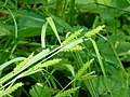 Carex granularis