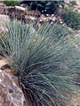 Festuca glauca