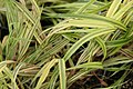 Hakonechloa macra 'Aureola'