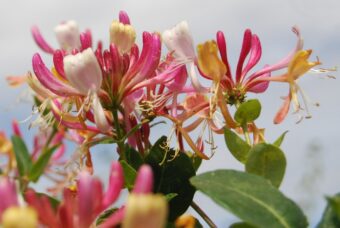 Growing Honeysuckle in Containers