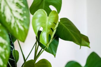 Houseplants need good drainage