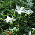 Jasminum officinale