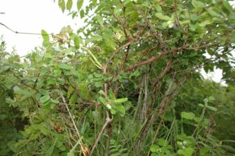 Honeyberry produces fruits of different taste and shape.