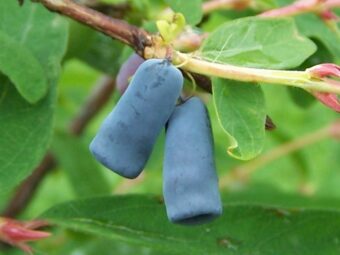 Honeyberries are a delight in the garden