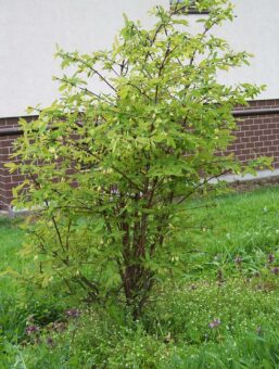 Honeyberry shrubs look attractive