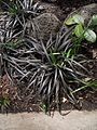 Ophiopogon planiscapus 'nigrescens'