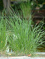 Pennisetum alopecuroides