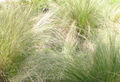 Stipa tenuissima