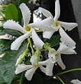 Trachelospermum jasminoides