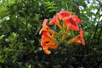 Campsis is great climbers in the garden
