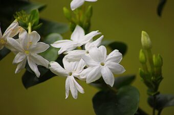 Growing Jasmine in Containers-How to Grow this Scented Climber?