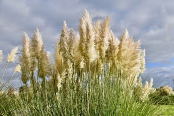 Grasses add beauty to container displays