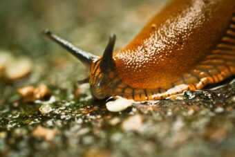 Slugs are a serious pest in the garden