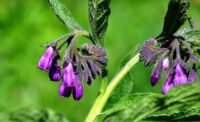 Comfrey makes an excellent fertiliser