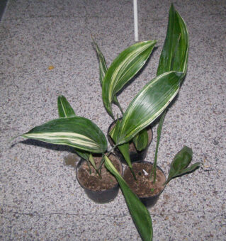 Houseplants that Do Not Mind Being in the Shade