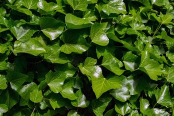 Ivy makes a great feature in the garden