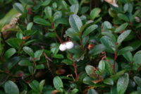 Gaultheria