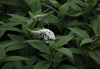 Hebe make attractive plants in containers