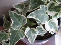 Hedera algeriensis