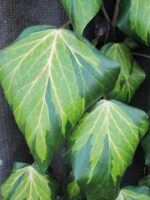 Hedera colchica 'Sulphur Heart'