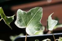 Hedera helix 'Gold Heart'