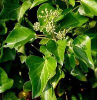 Hedera hibernica