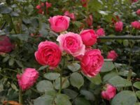 Patio roses