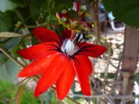 Red Passionflower