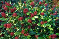 Skimmia japonica