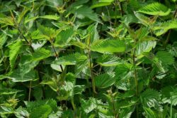 Nettles also make a great homemade fertiliser