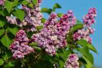 Syringa