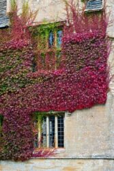 Boston Ivy