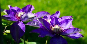 Growing Clematis in Containers-Growing the Versatile Climber