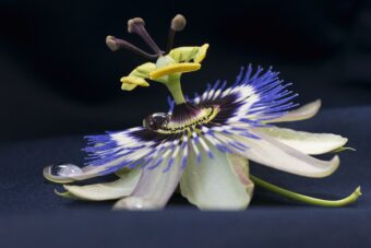 Passionflower feature