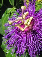 Passionflowers come in many colours including purple