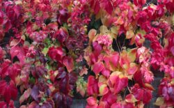 Virginia creeper