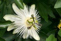 White Passionflower