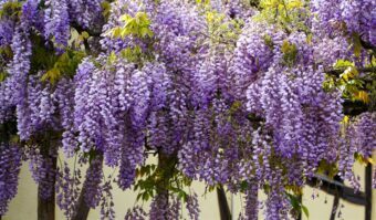 Growing Wisteria in Containers- Growing this Beautiful Climber