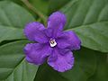 Brunfelsia pauciflora