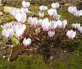 Cyclamen hederifolium